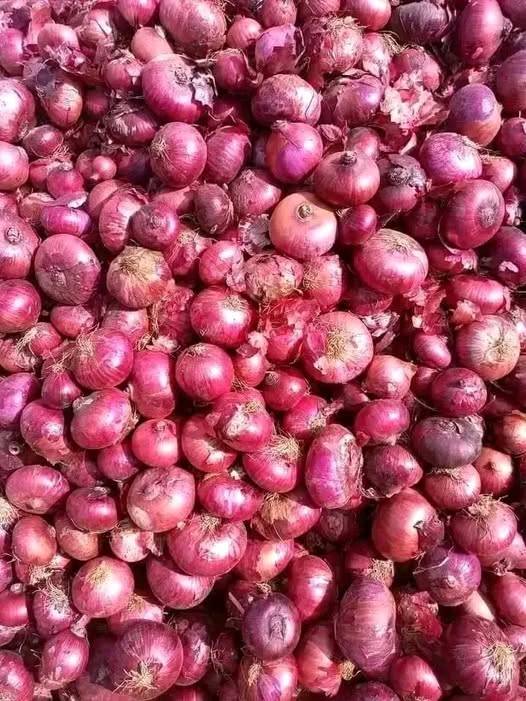 Fresh Onions – Clean,Dry, Quality & Ready to Use